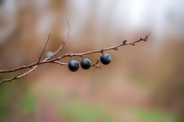 a fresh tasty berry fruit at a bush in autumn