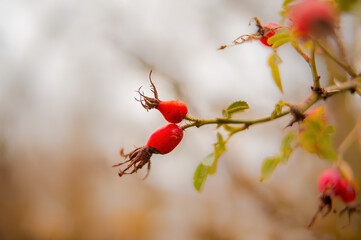 a fresh tasty berry fruit at a bush in autumn