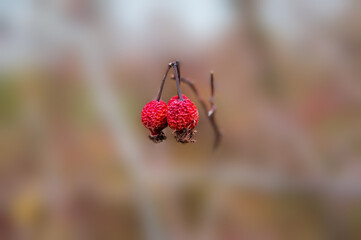 a fresh tasty berry fruit at a bush in autumn