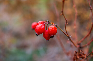 a fresh tasty berry fruit at a bush in autumn