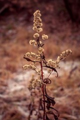 autumn in the forest