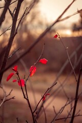 autumn leaves in the sun