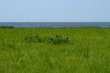 Meadow flowers near lake Baikal