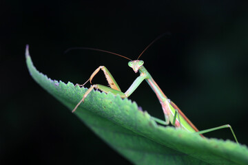 Mantis lives on weeds in the North China Plain