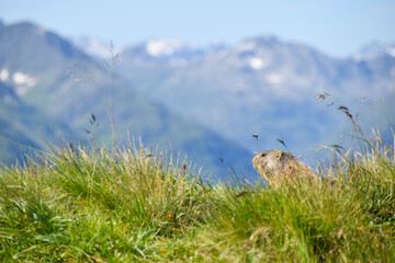 Marmots spotted at Lechtal Alps in Tyrol, Austria