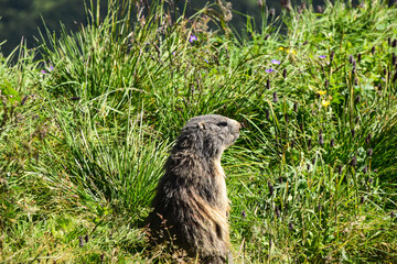 Marmots spotted at Lechtal Alps in Tyrol, Austria