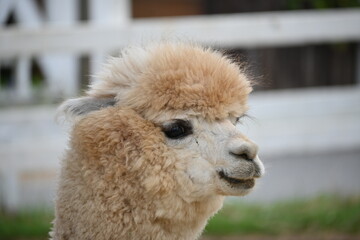 アルパカ