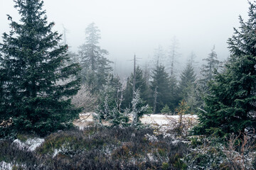 Nebel Wald im kalten Harz