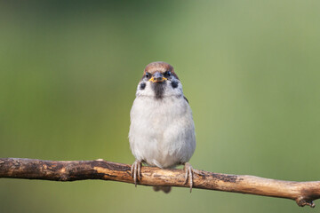 little sparrow sits on a branch and looks around