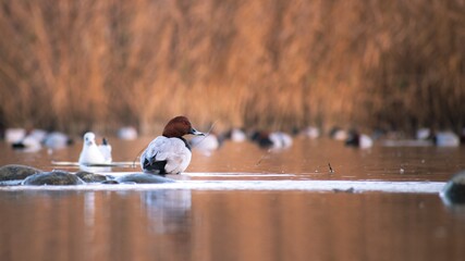 Fototapete bei efototapeten.de bestellen   
