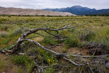 Fototapeta premium Fallen Limbs on On Desert Floor