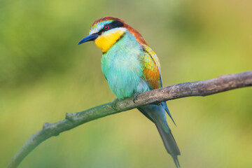 lovely bird with colored plumage looks at the camera