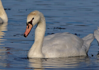 One mute swan posing in a blue pond
