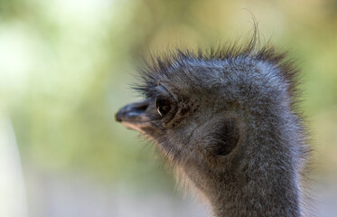 ostrich bird face looking forward