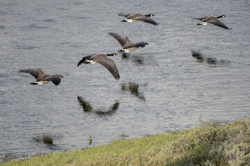 Geese Fly Low Over Yellowstone River