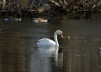 One mute swan in a dark pond