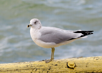 Closeup of a seagull standing
