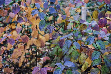 autumn leaves background