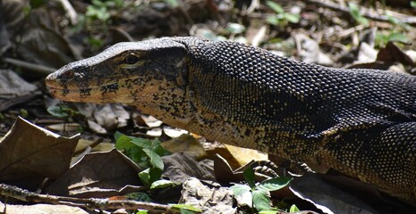 Large monitor lizard hunting in the jungle
