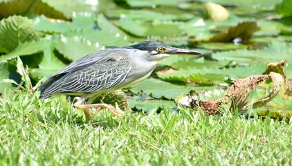 Grey heron hunting in a park next to a pond
