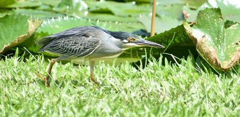 Grey heron hunting in a public park in Malaysia