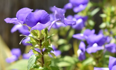 Purple iris flower blossoming in a tropical garden