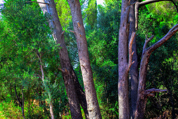 Tropical green park with coniferous and deciduous trees
