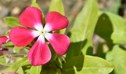 Close up of a pretty pink and white periwinkle flower