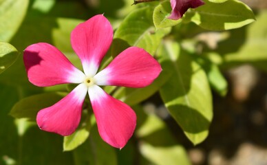 Bright pink and white periwinkle flower blooming in a tropical garden