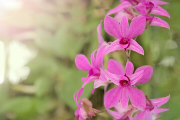 Fototapeta na wymiar Purple orchids in the garden, Beautiful Purple orchids in sunshine day.