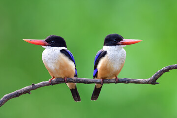 Double sweet brown with blue wings and black head birds perching on small wooden branch over fine gree blur background