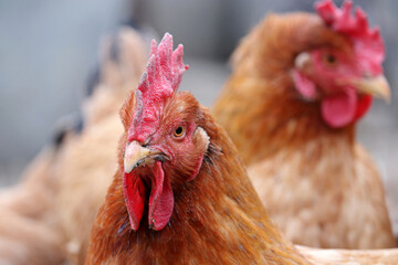Chickens on the farm, poultry concept. Angry brown hen looking at camera, selective focus