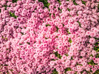 Fototapeta premium pink chrysanthemum background