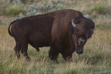 Grumpy Bison Gives The Stink Eye