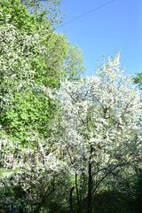 trees bloom and bloom in spring