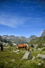 Horses spotted in the Montafon valley, Vorarlberg Austria