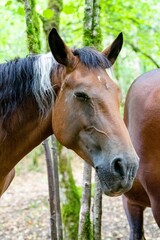 portrait of horse in forest