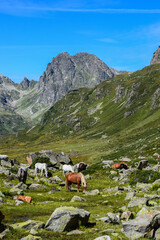 Horses spotted in the Montafon valley, Vorarlberg Austria