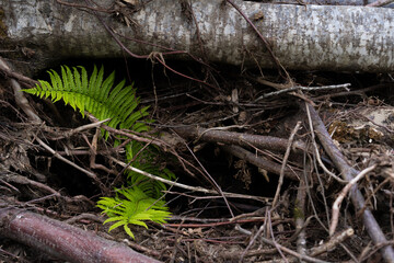 Growing fern among dry branches