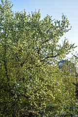 trees bloom and bloom in spring