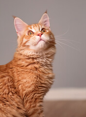 Beautiful red solid maine coon serious kitten sitting and dreaming with thinking eyes and looking up. Closeup