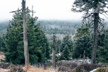 Wald und Nebel im Oberharz
