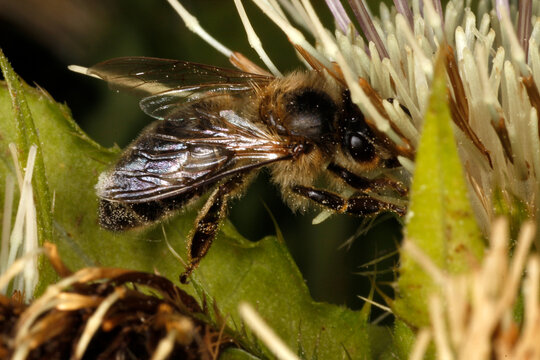 Eine Honigbiene /Apis mellifera) auf der Blüte einer Kohldistel. 