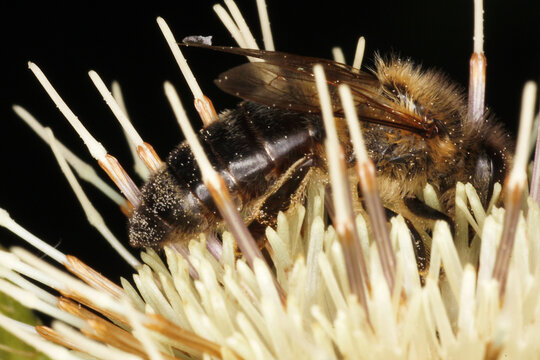 Eine Honigbiene /Apis mellifera) auf der Blüte einer Kohldistel. 