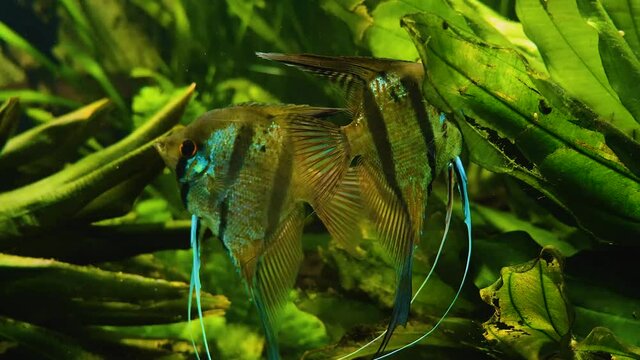 Close up of angelfish underwater