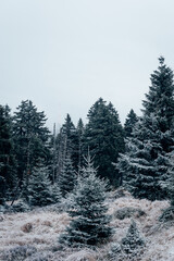 Fichten udn Tannen mit Eis überzogen