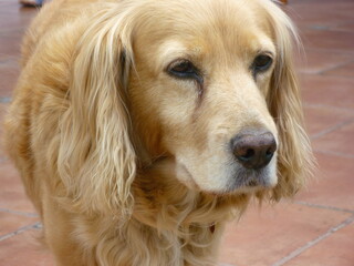 portrait of golden cockerspaniel dog