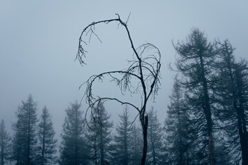 Alte abgestorbene Bäume im Harz