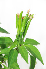 natural green hot peppers in green leaves