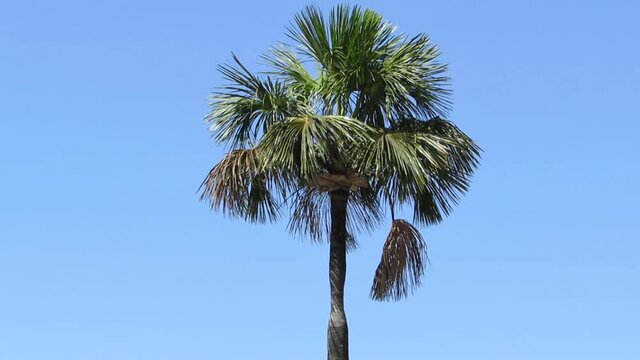 The crown of moriche palm (Mauritia flexuosa), Buriti in portuguese, against blue sky with soft moon. Savannah vegetation, Brazil.